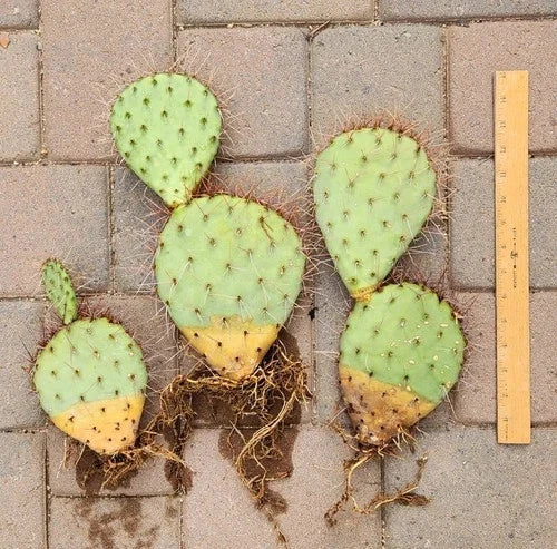 Prickly Pear Cactus Cuttings – Live Rooted Opuntia Ssp. Segments for Planting & Propagation