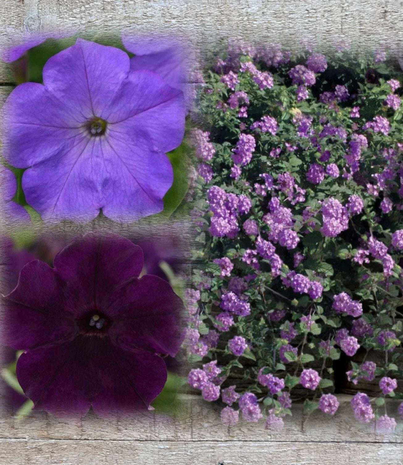 Lantana & Petunia Combo Live Plants Plugs - Dark Purple & Lavender, 6" Baby Plants