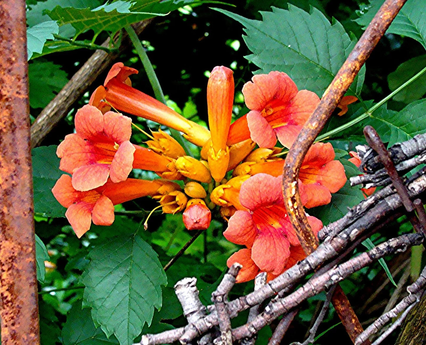 Orange Trumpet Vine Live Plant Set of 2 - Campsis radicans 8-16" Hummingbird Attractant