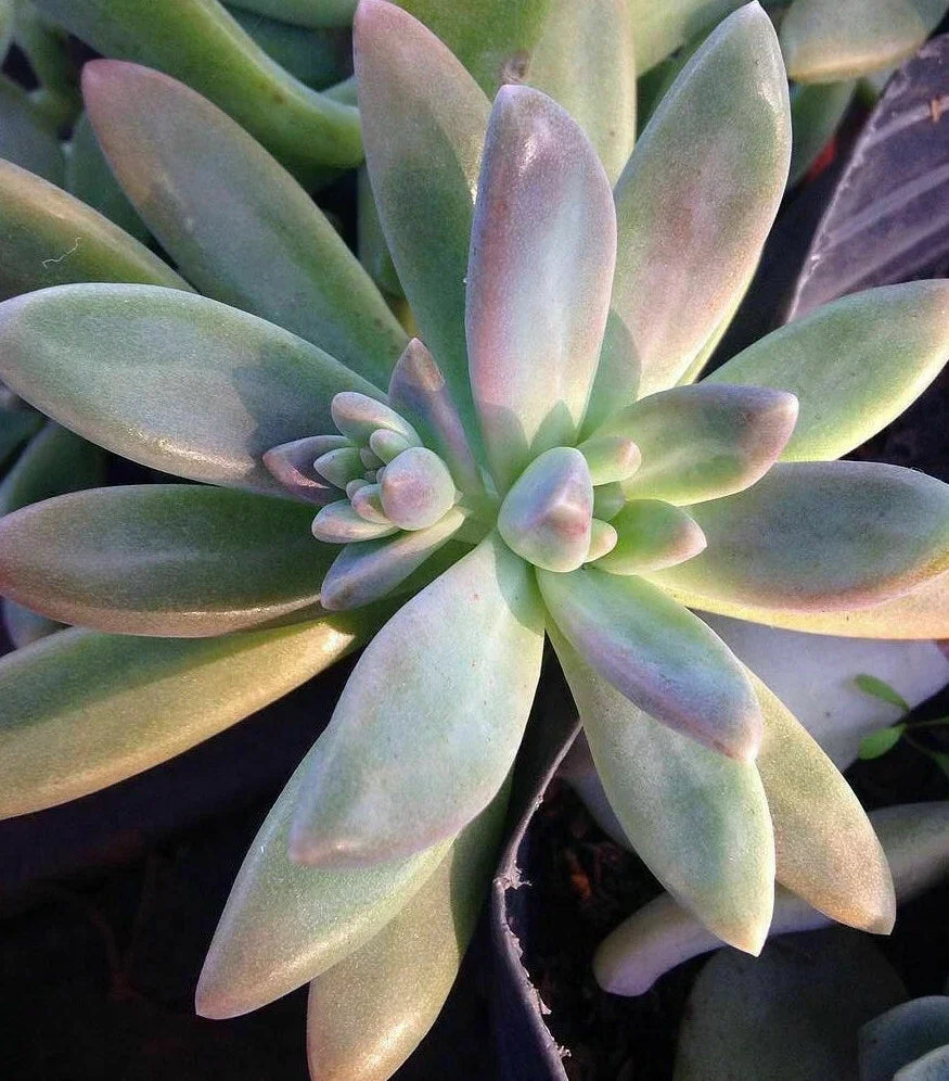 XL Pachyveria 'Blue Pearl' Unrooted Cutting - Succulent Plant for Decor & Arrangements