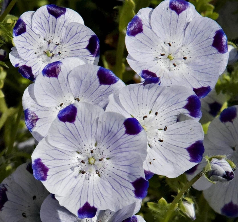 Nemophila Seeds 100 Ct - Five Spot Wildflower - Blue Flowers with White Spots - Nemophila maculata - Annual Ground Cover