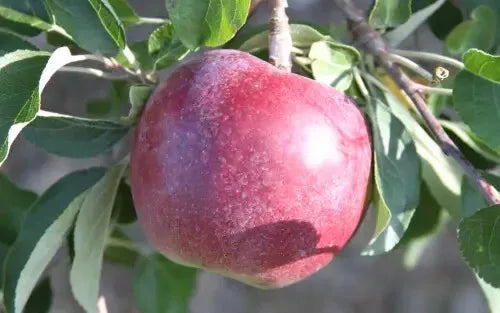 William's Pride Apple Seeds - 25+ Non-GMO Malus domestica Seeds for Garden Planting