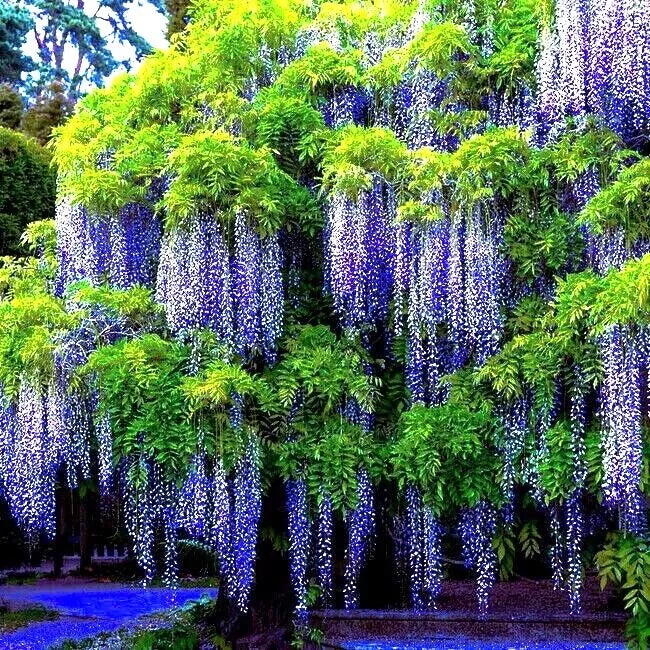 Chinese Blue Wisteria Seeds - 5 Pack, Climbing Flowering Vine, Wisteria sinensis, Blue-Purple Blooms, Hardy Deciduous Vine