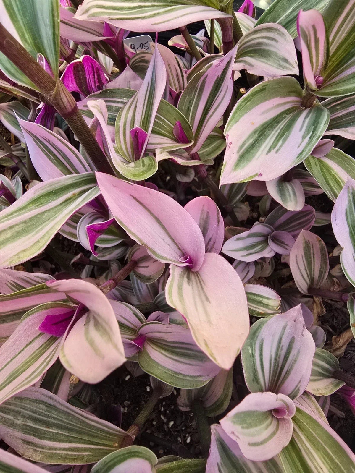 Wandering Jew Plant Cuttings - 5 Tradescantia Nanouk Propagation Stock - Variegated Trailing Houseplant