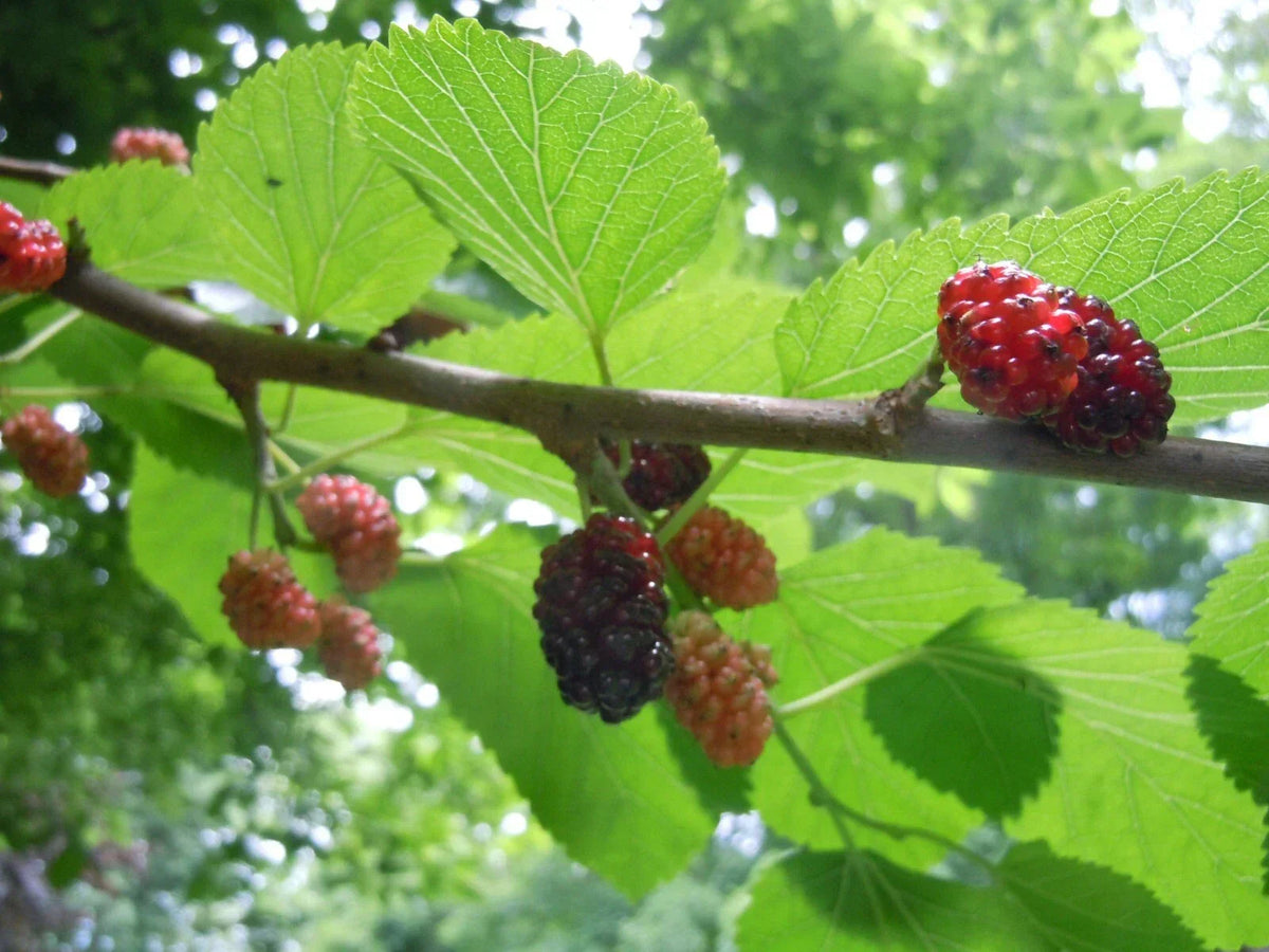 Organic Raspberry Mint Cherry Mulberry Tea Leaves - Natural Herbal Blend