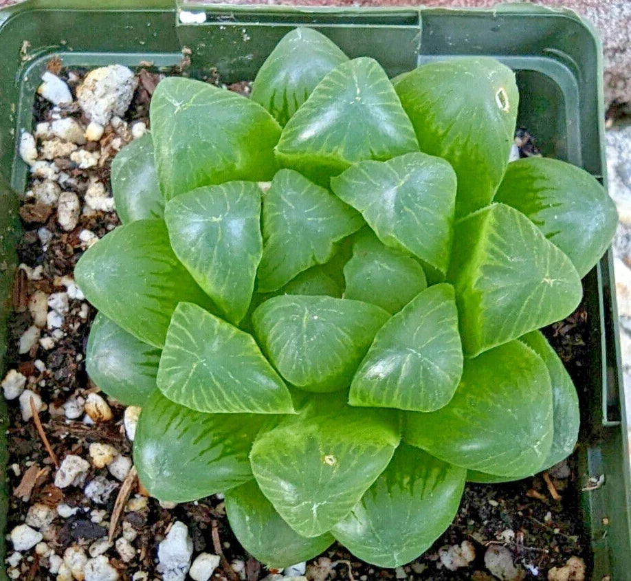 Haworthia Cooperi Var Obtusa Succulent Plant - 3.5" Diameter Indoor Houseplant, Rare Green Fleshy Succulent