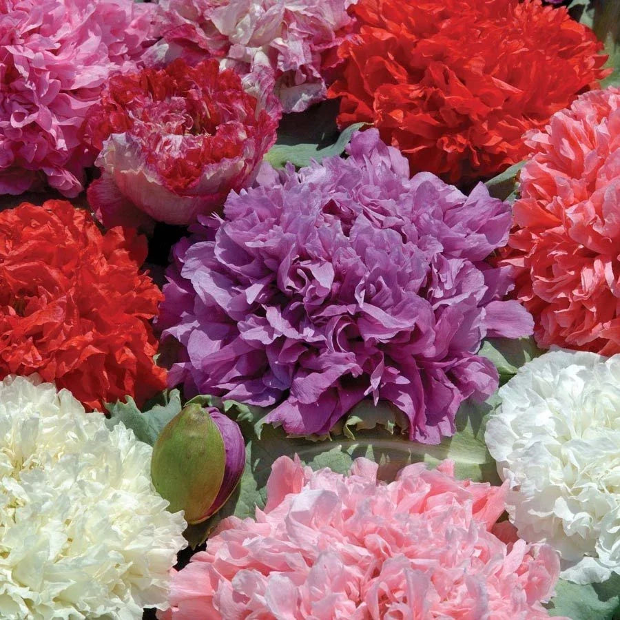 Poppy Peony Double Mixed Flower Seeds Packets – Red Pink White Purple – Papaver paeoniflorum
