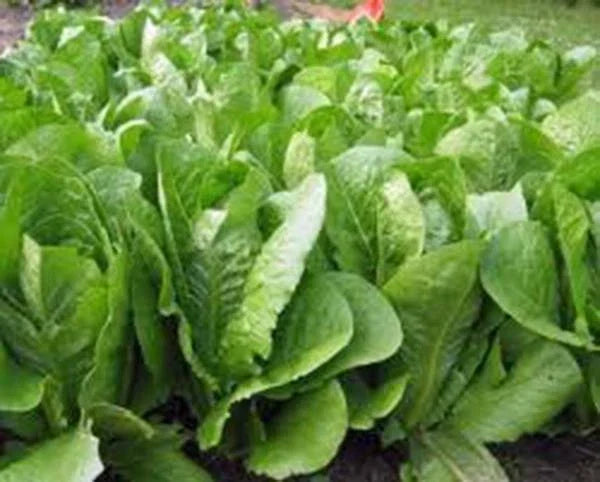 Romaine Lettuce Seeds - 1000 Heirloom Non-GMO Organic Paris Island Lactuca sativa Vegetable Seeds