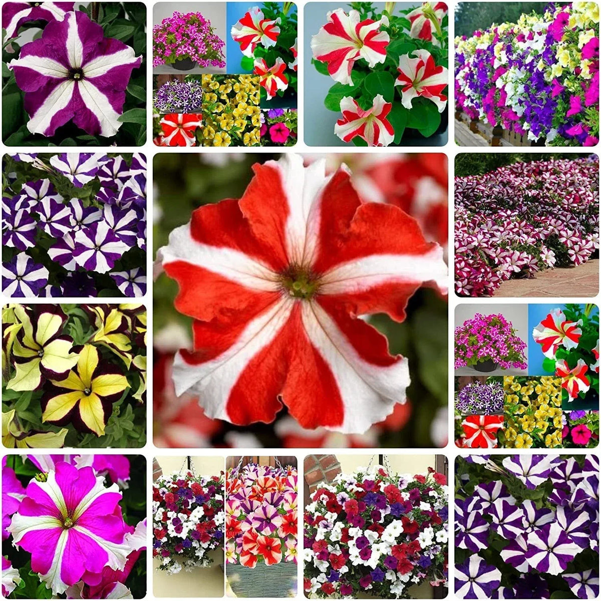 Mixed Petunia Flower Seeds | 100 Non-GMO Rare Varieties | Petunia spp.