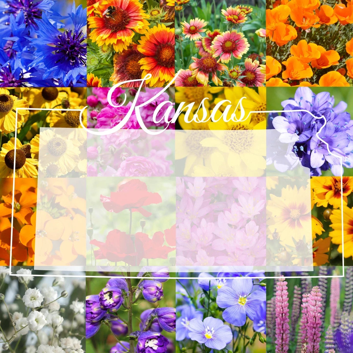 Western Kansas Wildflower Seed Mix 1/4 Pound Native Flower Blend for Pollinators, Covers 800 sq ft