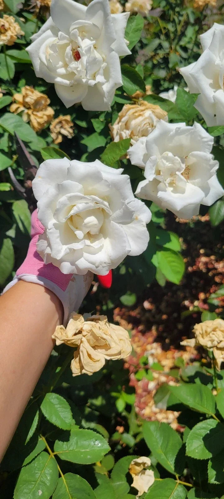 Queen Mary 2 Rose Cuttings Set of 15 – Pink Fragrant Rose Bushes Rosa 'Queen Mary 2' for Garden or Container