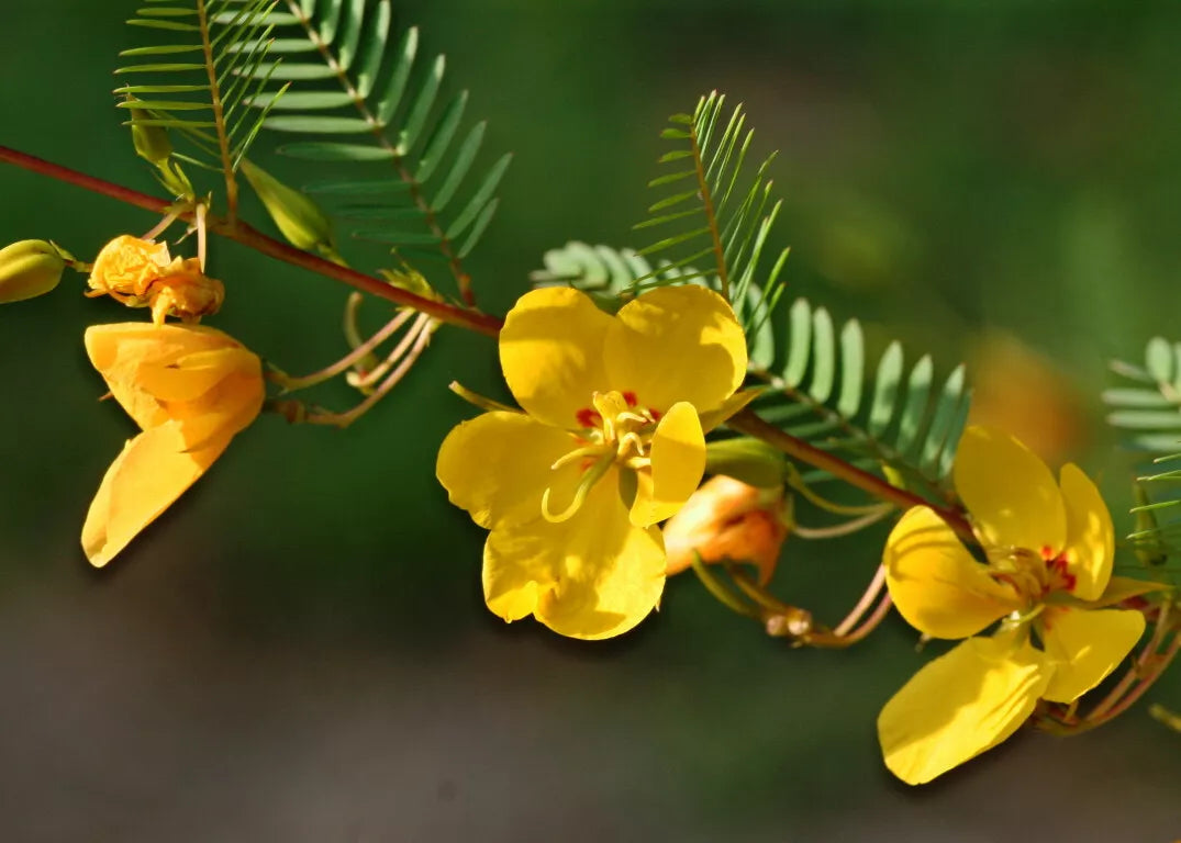 Partridge Pea Seeds - 254 Count - Drought-Tolerant Wildflower with Yellow Blooms - Chamaecrista fasciculata