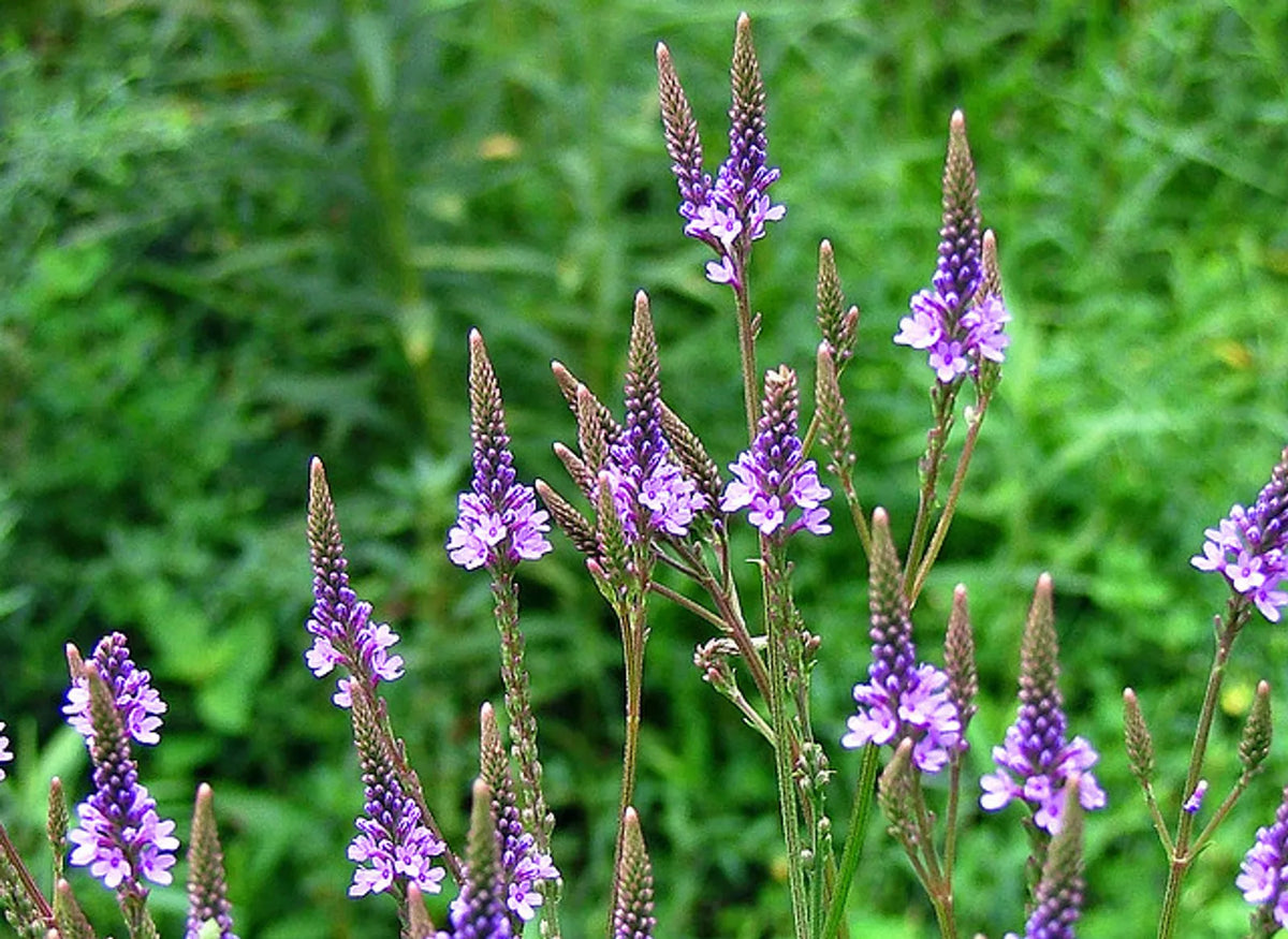 Blue Vervain Seeds – Perennial Verbena Hastata for Garden, Medicinal, Pollinator Attractant, 200+ Seeds, USA Free Shipping