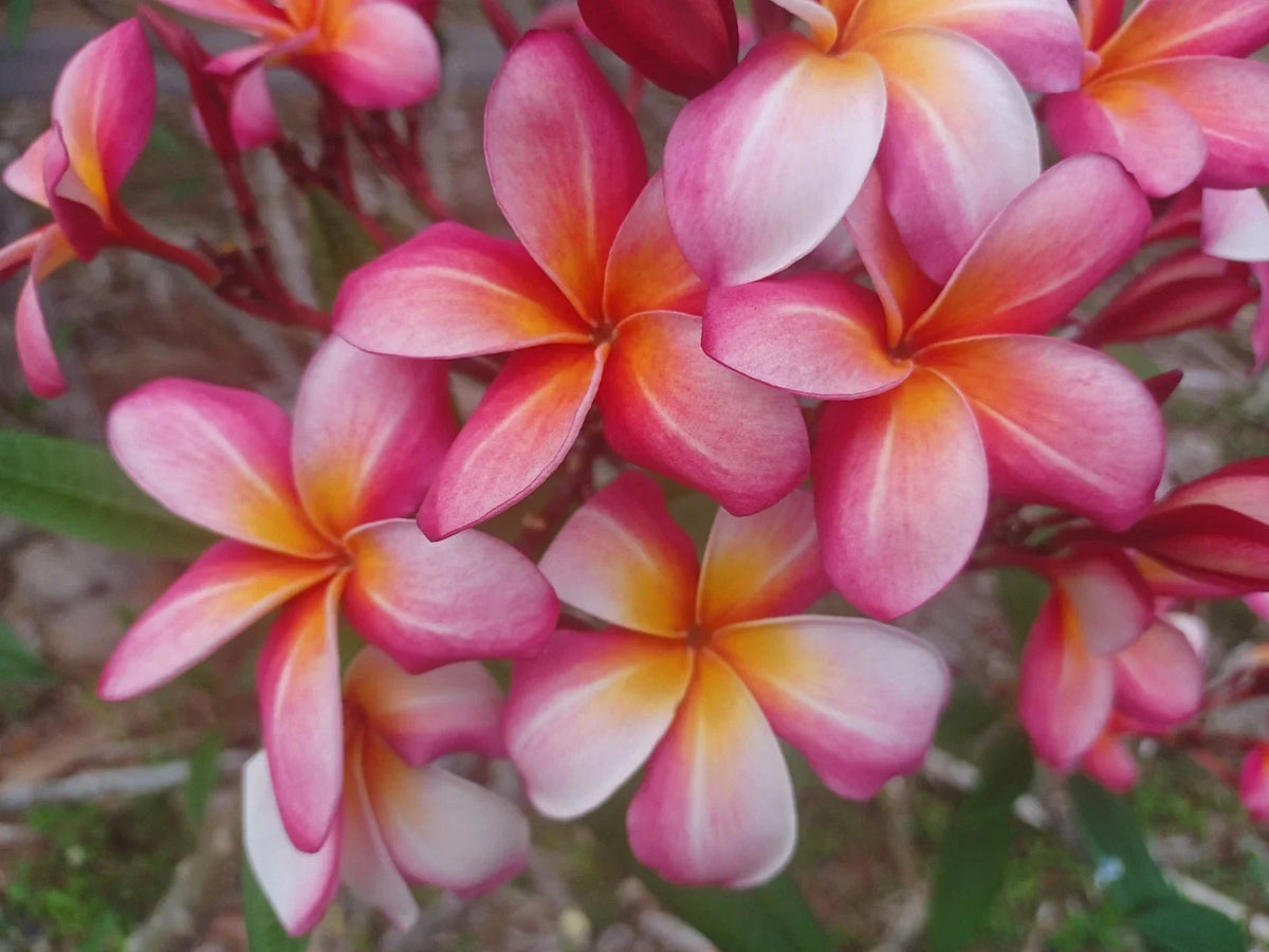 Plumeria Cuttings 8-10" Single Tip Vibrant Color Frangipani Plumeria spp. Tropical Garden Plant