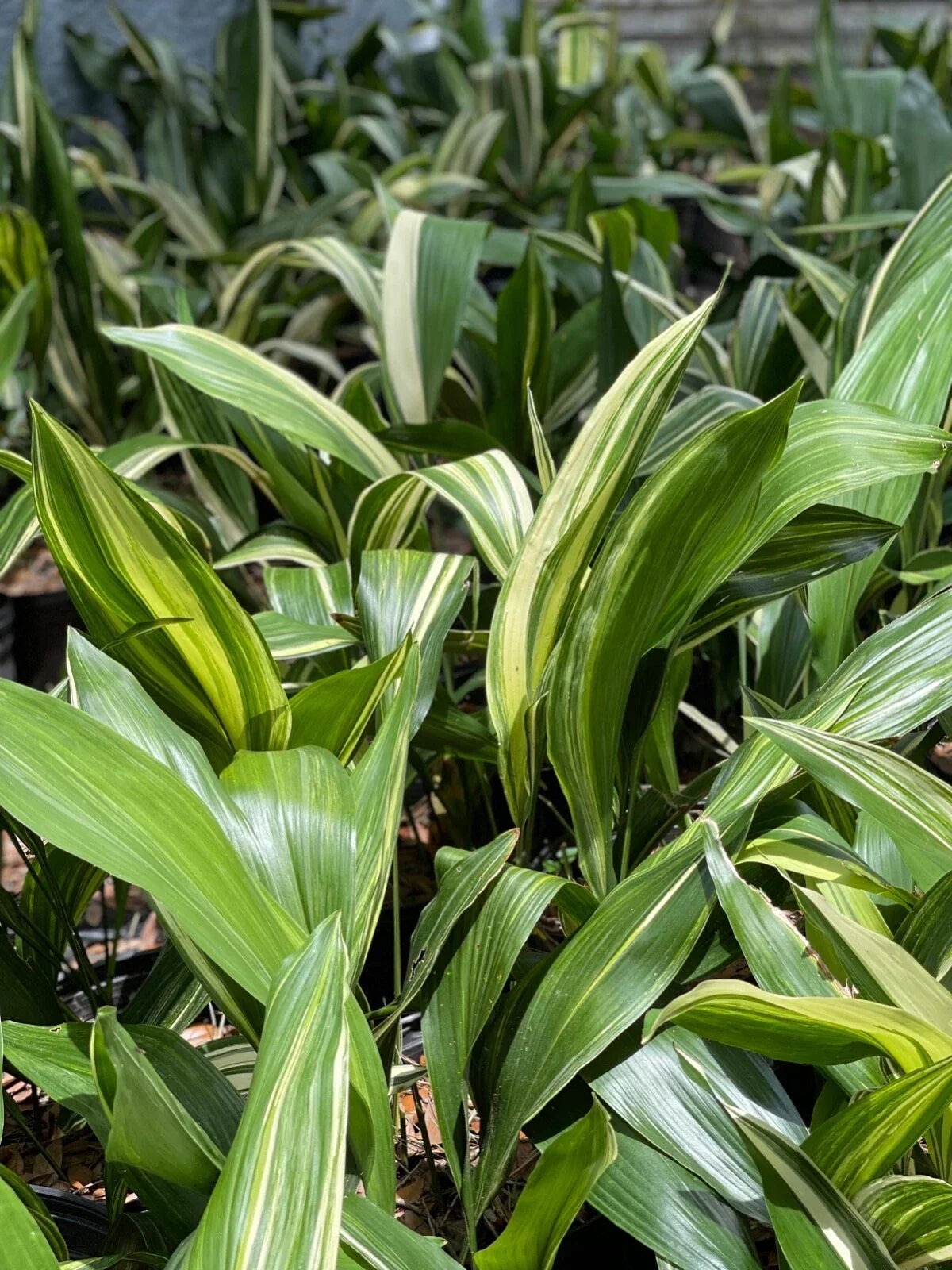 Variegated Aspidistra Plants - 5 Pack - Aspidistra elatior - Hardy Indoor Outdoor Cast Iron Plant Set
