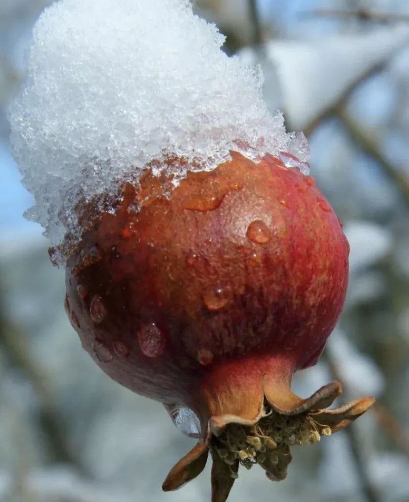 Afganski Russian Pomegranate Plants – 2 Live Punica granatum Fruit-Bearing Hardy Shrubs for Gardens & Containers