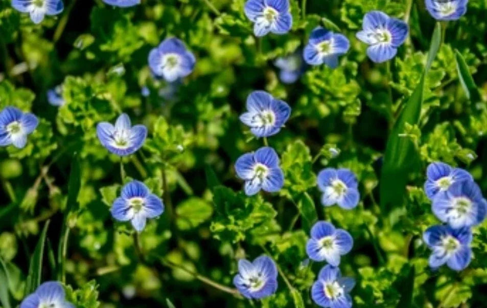 Birdeye Speedwell Seeds - 50+ Heirloom Veronica persica Ground Cover for Garden Planting, Blue Flowers, Easy to Grow