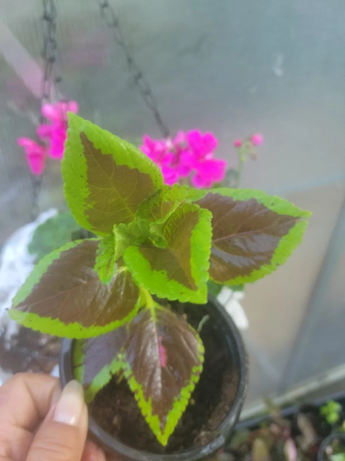 Coleus Plant 4-Inch Pot Colorful Foliage Plectranthus scutellarioides Indoor Outdoor