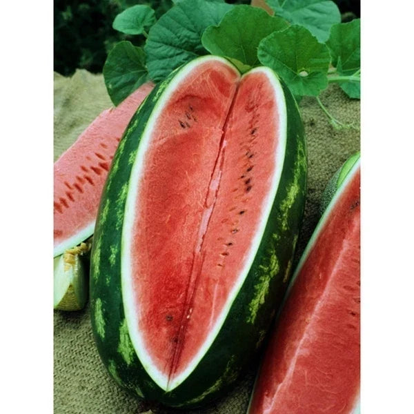 Watermelon Seeds - Allsweet Variety - Citrullus lanatus - 30 Seeds for Home Garden, Juicy Fruit, Vining Growth