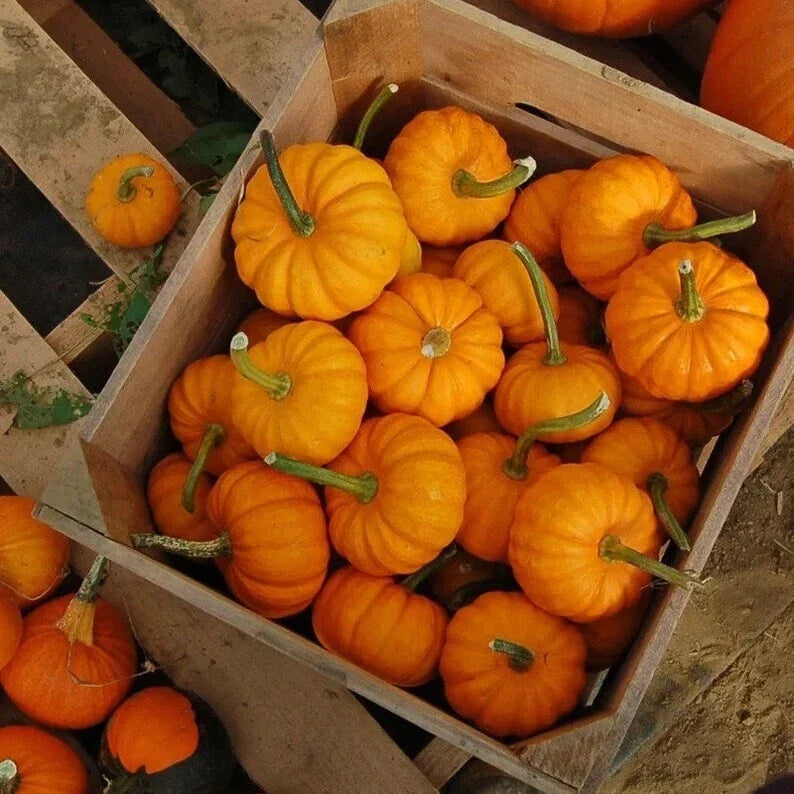 Organic Jack Be Little Pumpkin Seeds - Heirloom, Miniature Cucurbita pepo for Small Gardens & Containers