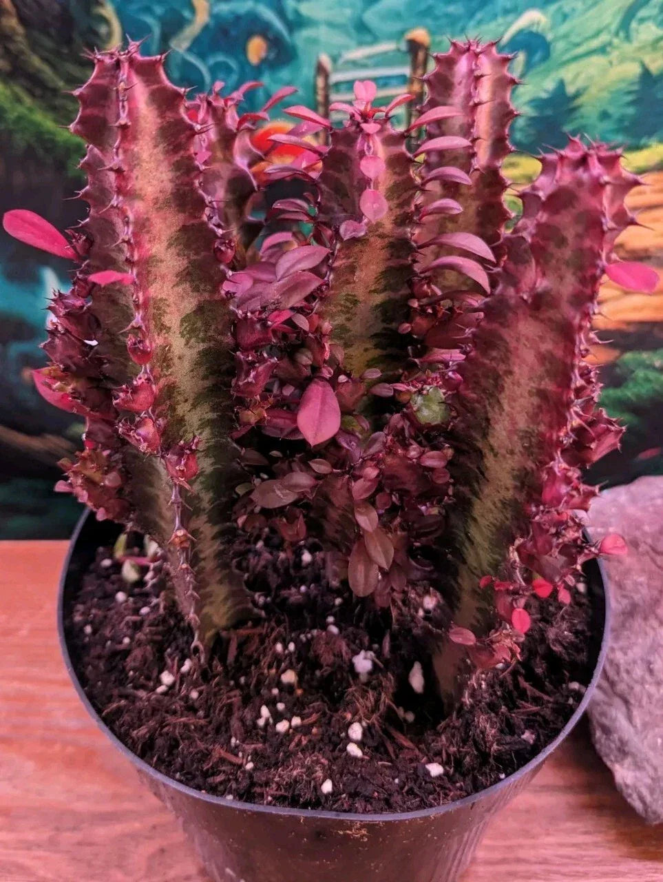 Euphorbia Royal Red Trigona Cuttings - Succulent Cacti with Unique Red Foliage, Drought Tolerant, 4-6 Inches, Easy Care, Indoor & Outdoor