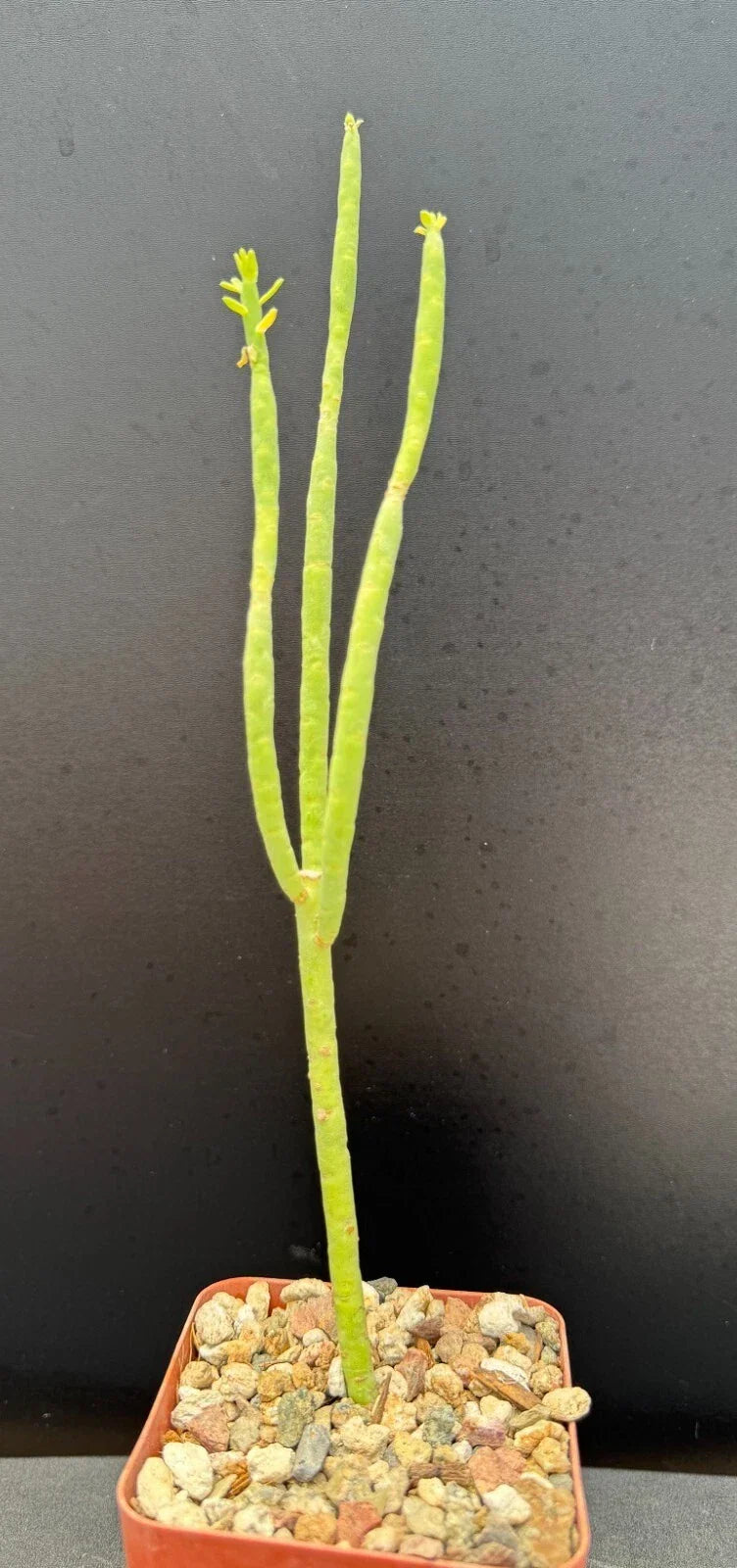 Euphorbia Mauritanica Pencil Milk Bush Succulent Plant - 10" Rooted Indoor/Outdoor Decor