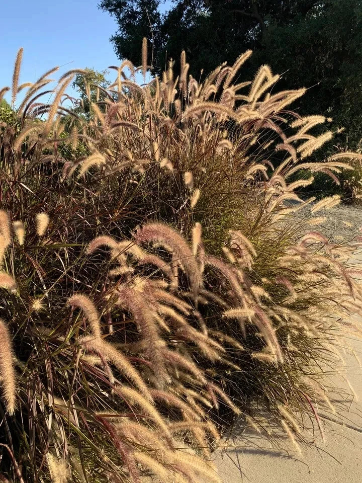Purple Ornamental Grass Seeds - Dark Burgundy Pennisetum - 100+ Fresh Seeds for Garden Borders & Containers