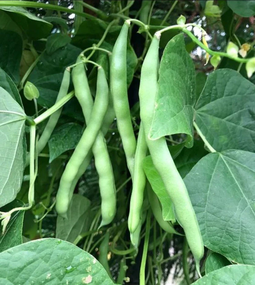 Blue Lake Bush Green Bean Seeds - 500+ Non-GMO Garden Seeds for Home Gardening, Phaseolus vulgaris, Compact Bush Habit