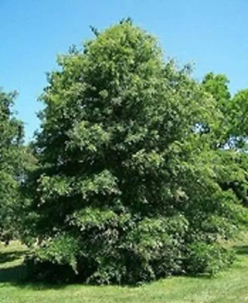 Pin Oak Tree Seeds - 50 Count - Quercus palustris - Fast-Growing Shade Tree