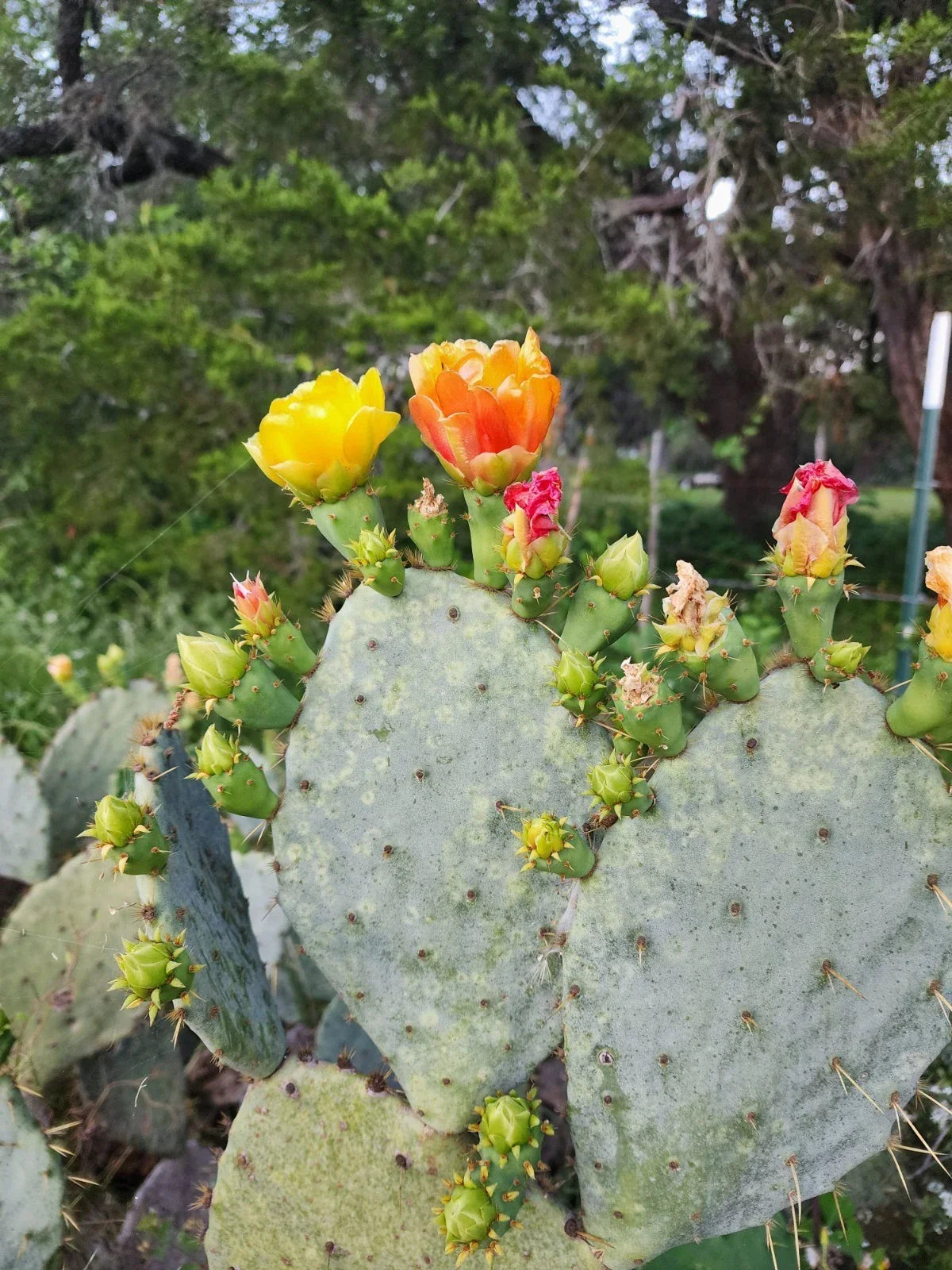 Prickly Pear Cactus Plant – Spiny Succulent Opuntia Ficus-Indica – Indoor/Outdoor Drought-Tolerant Cactus