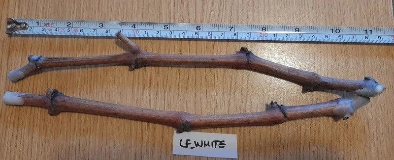 Grape Vine Cuttings - Ladyfingers White Vitis vinifera - 2 Pack with 3+ Nodes for Home Garden and Vineyard