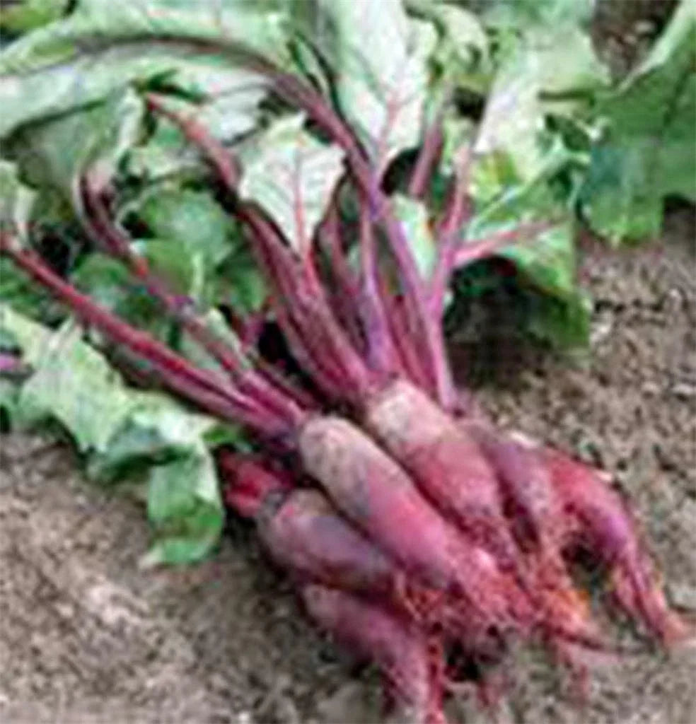 Beet Seeds - Cylindra Non-GMO Heirloom Beta vulgaris 100 Seeds for Home Gardening, Salad, Roasting
