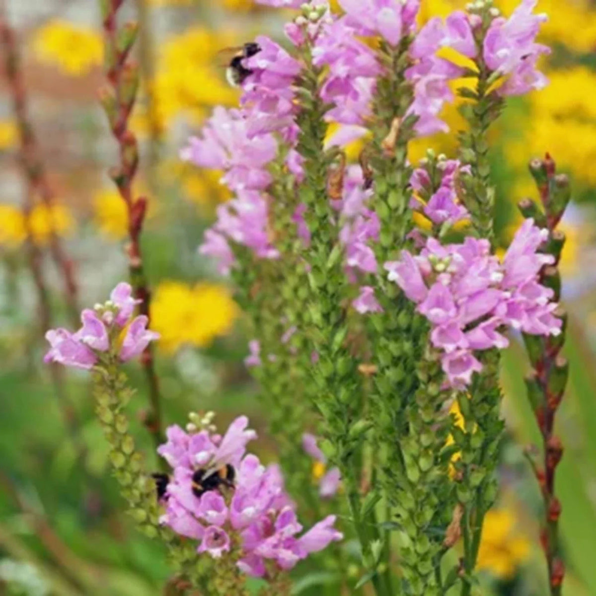Obedient Plant Seeds - Pre-Stratified, Physostegia virginiana, Perennial Flower Seeds, 25+ Seeds, Free Shipping