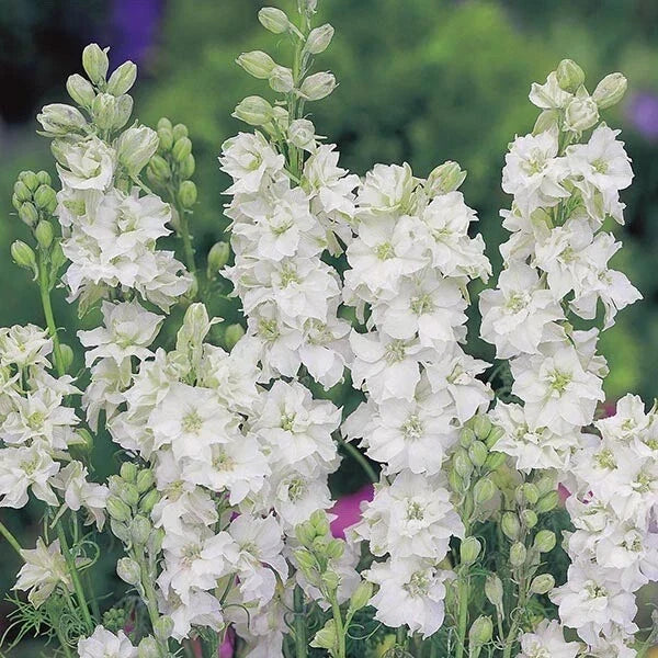 Larkspur Seeds - Wedding White - Delphinium ajacis - Annual Flower for Garden & Bouquet - 100 Seeds