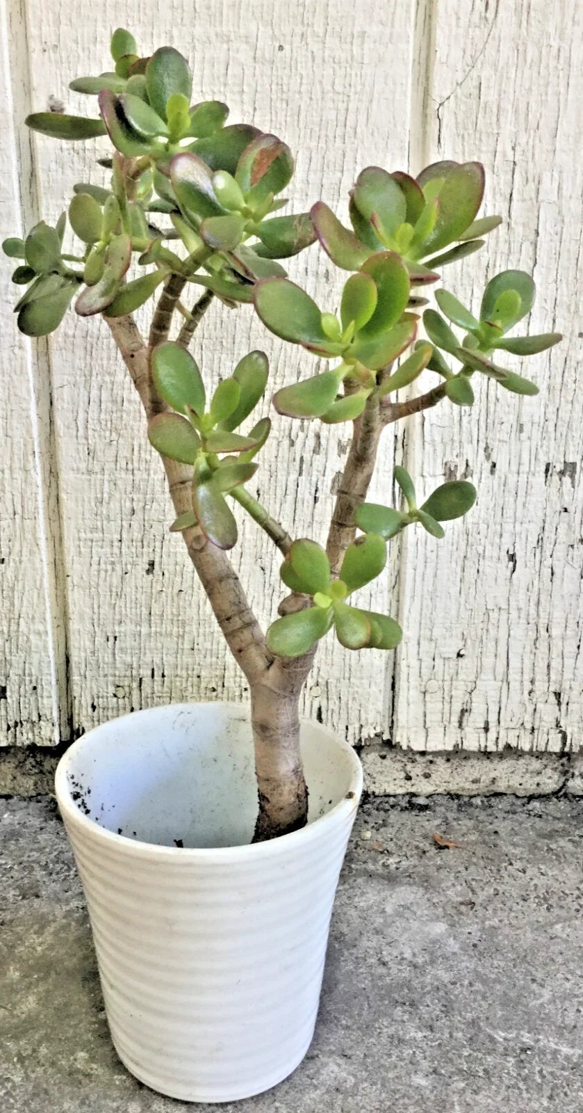 Big Jade Plant Live Succulent Crassula ovata 12-16" Rooted Tree for Indoor Decor