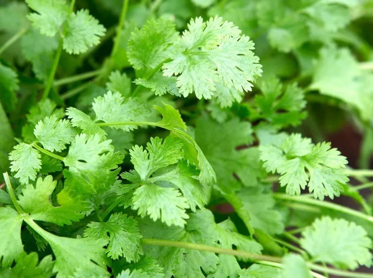 Organic Cilantro Seeds 100g Coriandrum sativum Culinary Herb for Gardening