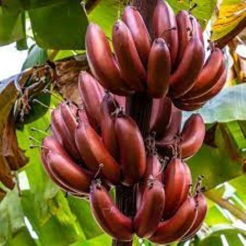 Musa Banana Tree Starter Plant - Small Rooted Bordelon Variety - Tropical Houseplant for Garden or Indoor