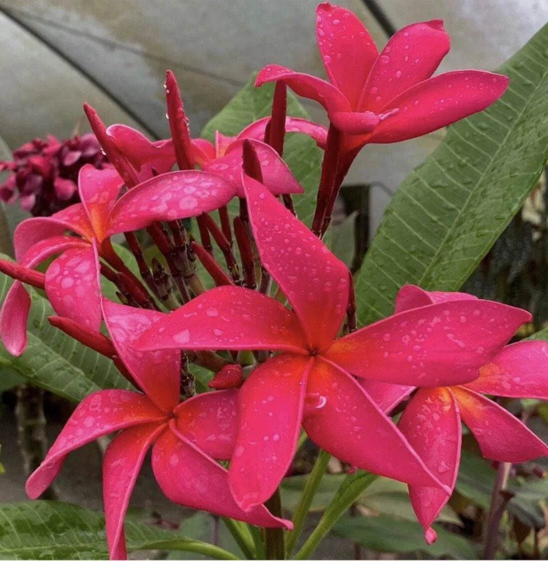 Rooted Plumeria Cutting - Fuchsia Queen Variety - Tropical Plant for Garden or Indoor Decor - Plumeria rubra
