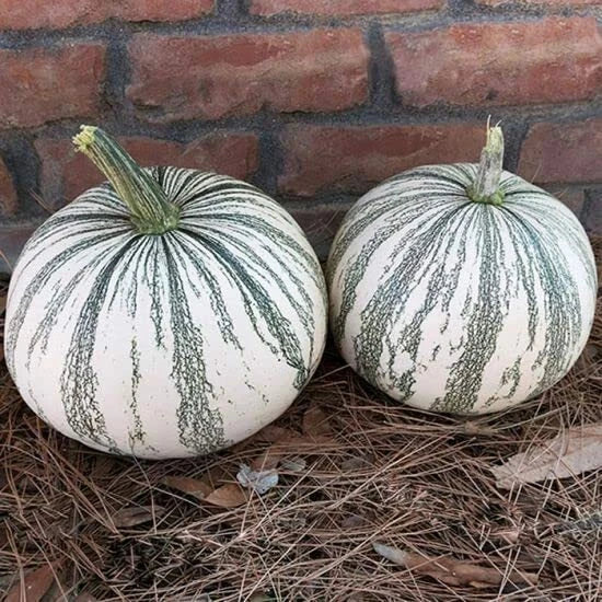 Silver Edge Pumpkin Seeds - Exotic Striped Squash, 10 Count | Cucurbita pepo