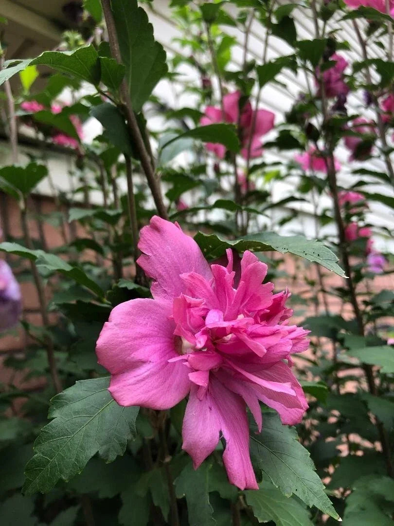 Red Double Rose of Sharon Cuttings - 3 Pieces, 8-10" Long, Hibiscus syriacus, Vibrant Red Double Flowers, Bushy, Full Sun to Partial Shade