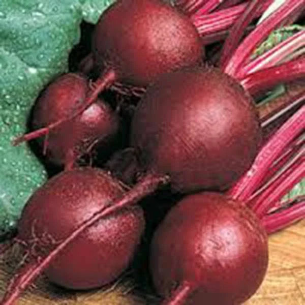 Beet Seeds - Ruby Queen Heirloom - 100+ Non-GMO Dark Red Sweet Beet Seeds - Beta vulgaris