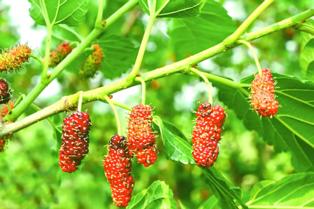 Red Mulberry Live Plant Set of 2 - 16-24 Inches, Morus rubra, 1-2 Years Old