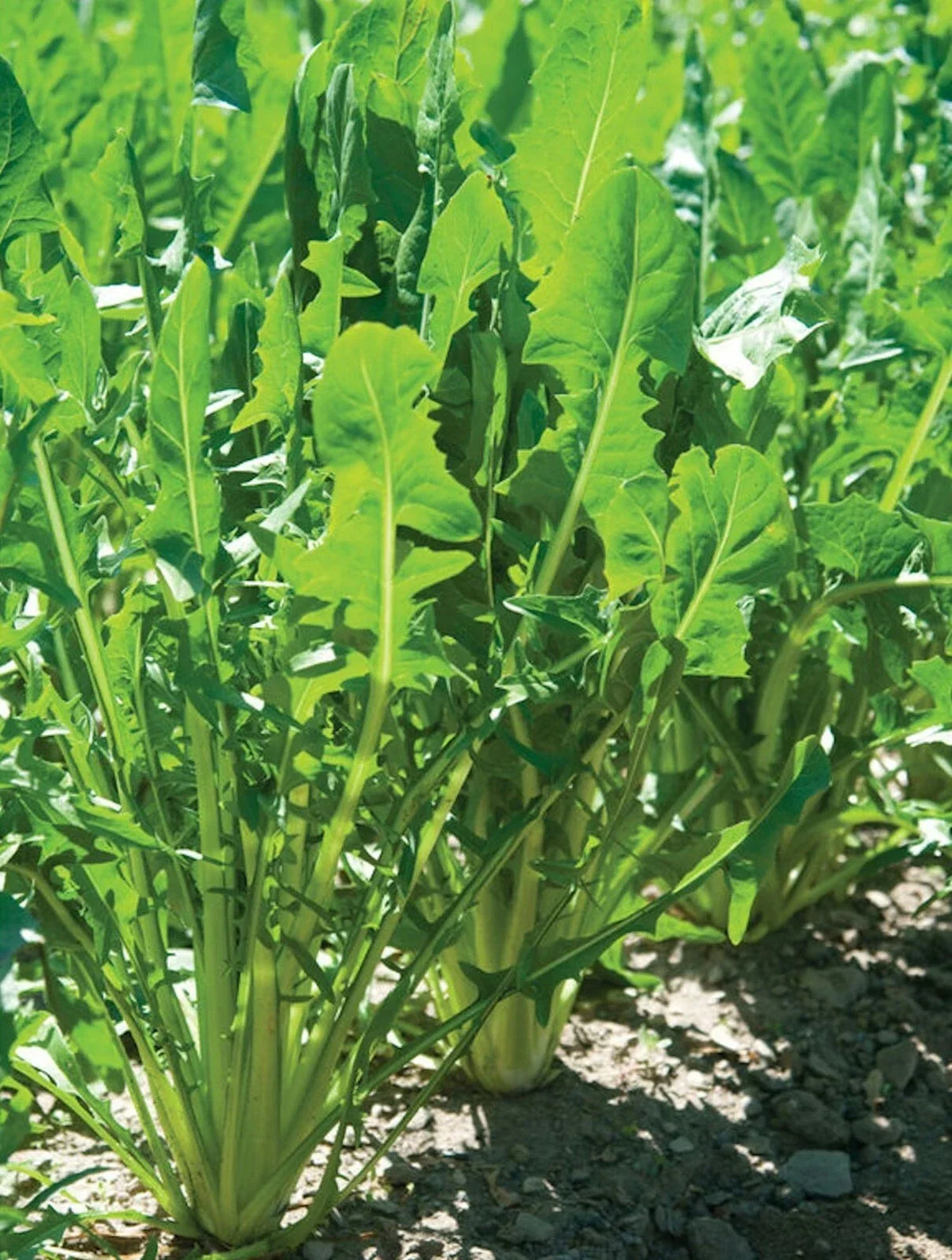 Heirloom Italian Dandelion Seeds - Catalogna Emerald Endive - 1000 Non-GMO Vegetable Seeds - Cichorium intybus