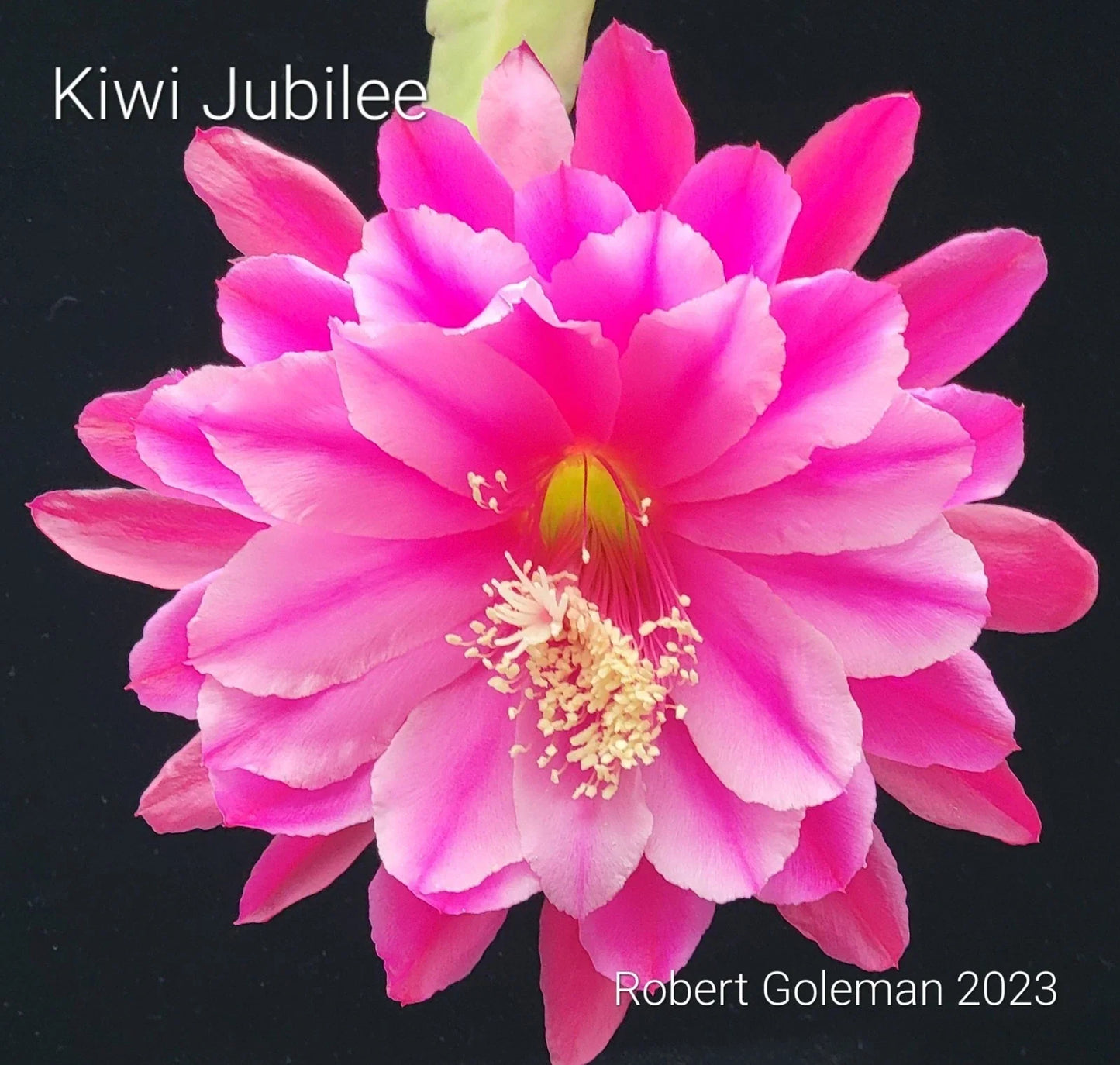 Unrooted Epiphyllum 'Kiwi Jubilee' Orchid Cactus Cutting – Rare Tropical Houseplant, Pink & Yellow Blooms, Easy Propagation