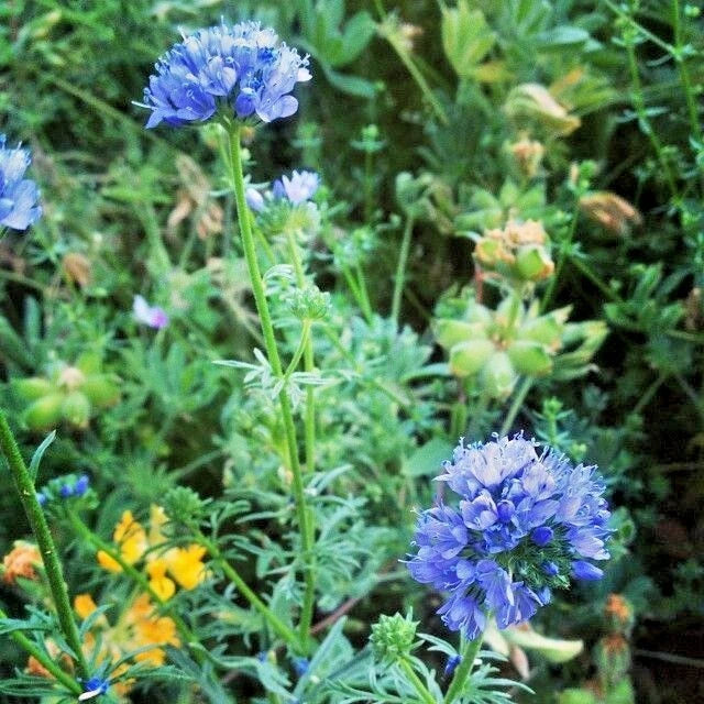 Globe Gilia Thimble Flower Seeds - 401+ Pack, Drought Tolerant Southwest Wildflower