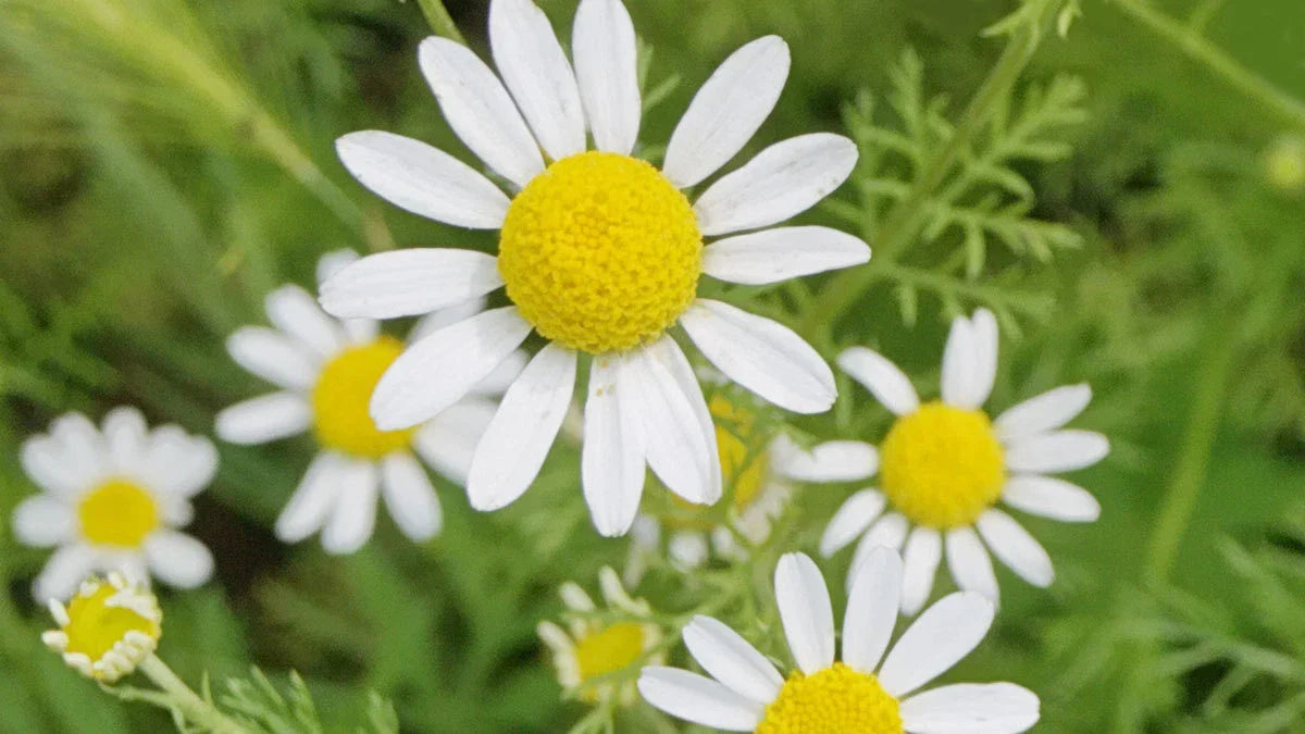 Roman Chamomile Seeds, Non-GMO Ground Cover for Teas & Medicine, Chamaemelum nobile, Herbaceous Perennial