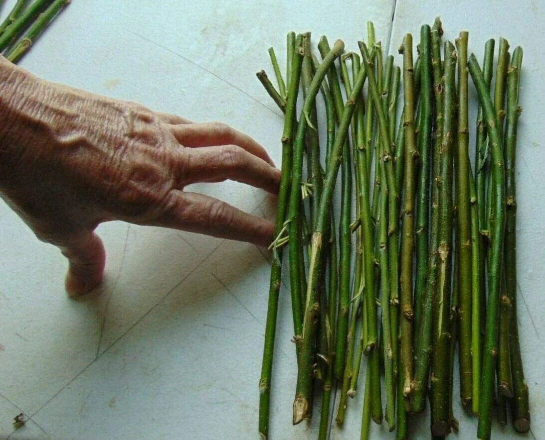 Thin Hybrid Willow Tree Cuttings - Fast-Growing Privacy Trees Salix x matsudana