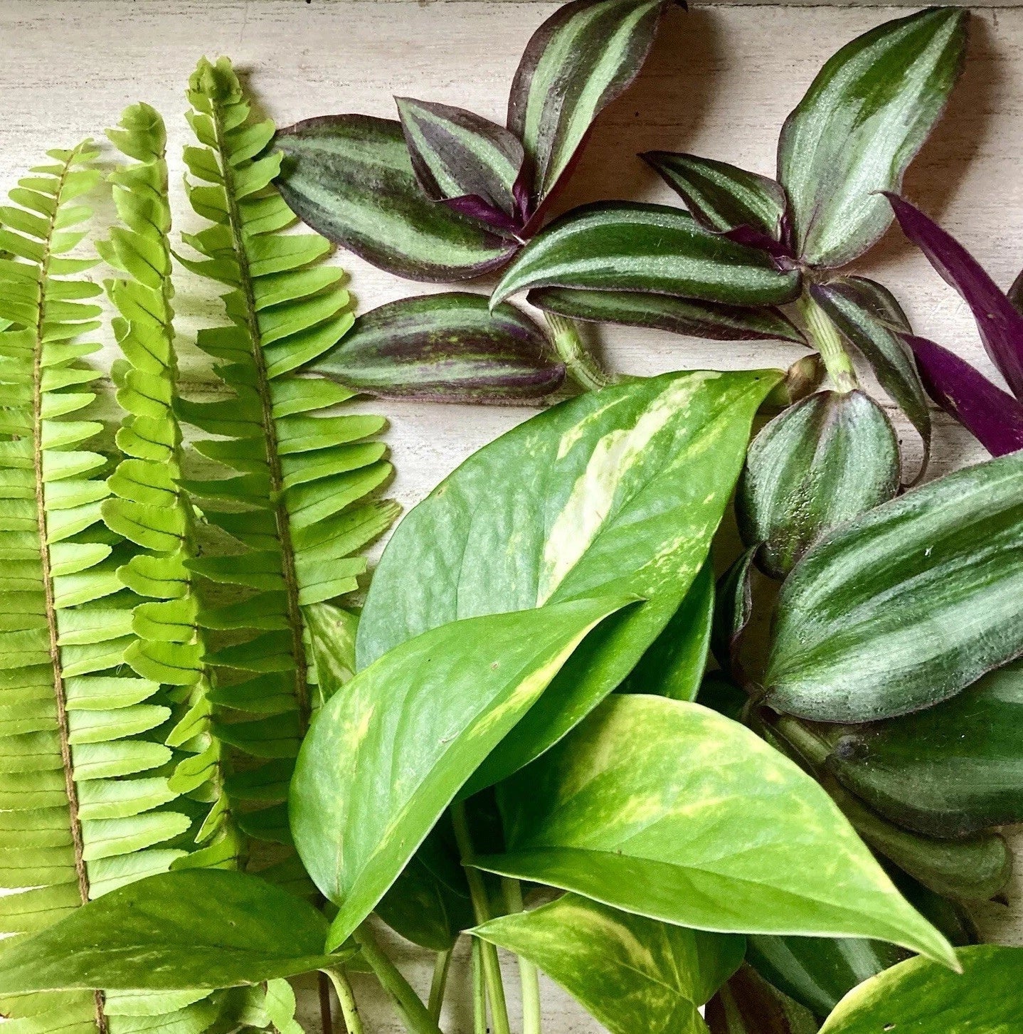 Rooted Plant Cuttings Set - Fern, Pothos, Wandering Jew - Indoor Houseplants, Trailing Greenery, Epipremnum aureum, Tradescantia zebrina
