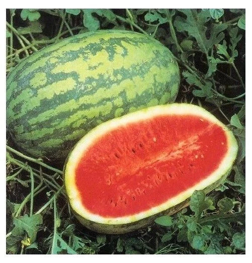 Jubilee Watermelon Seeds - Heirloom Red Variety, 15 Seeds, Citrullus lanatus, Large 30 lb Yield, Sweet Juicy Fruit