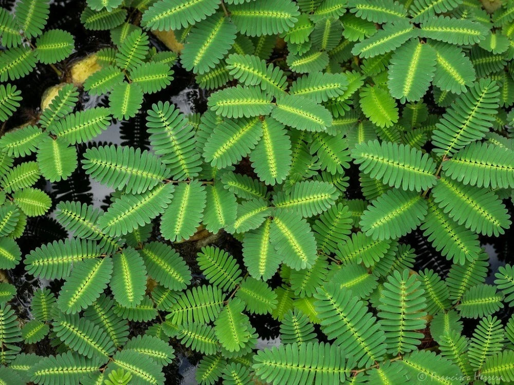 Water Mimosa Plant - Aquatic Tropical Marginal/Surface - Mimosa pigra - Live Potted Plant for Ponds & Water Gardens